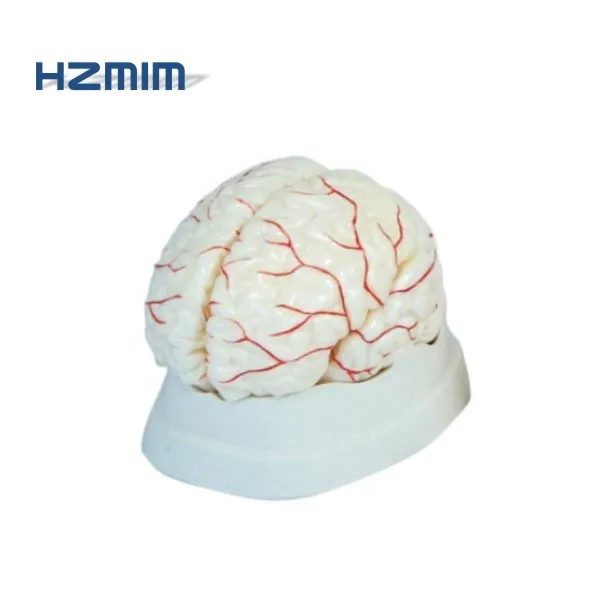 Human Organs Brain Anatomical Model, Medical human brain model