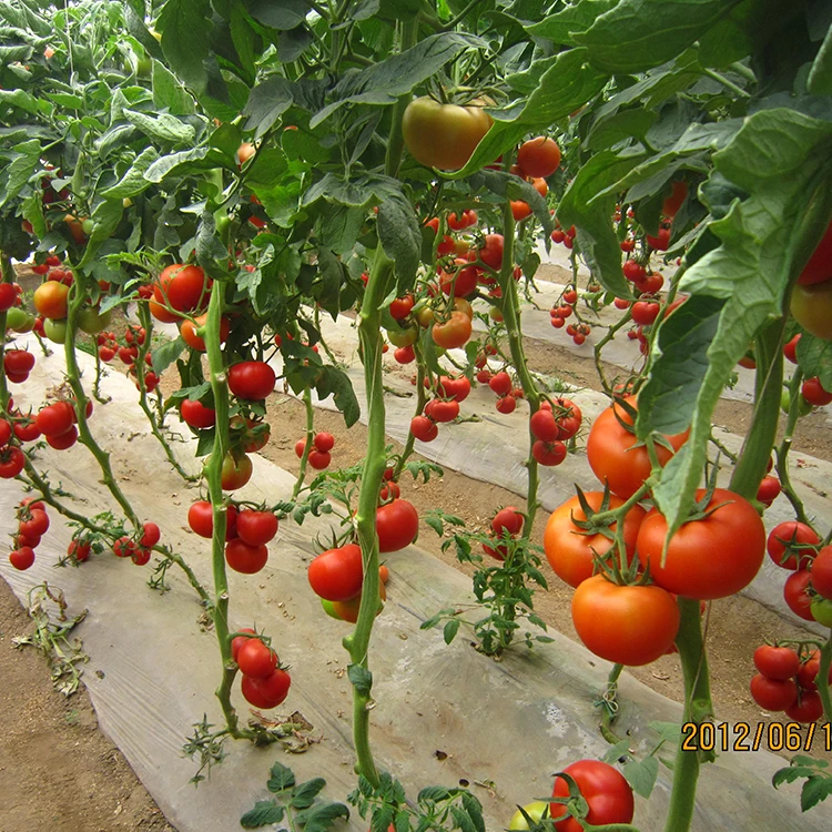 Неопределенный энергичный рост семян томатов