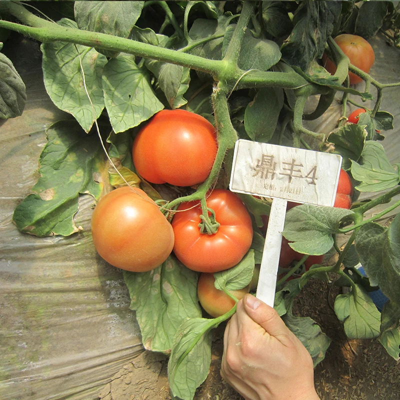 Поставка вируса устойчив к листу плесень семена гибридного помидора из Китая