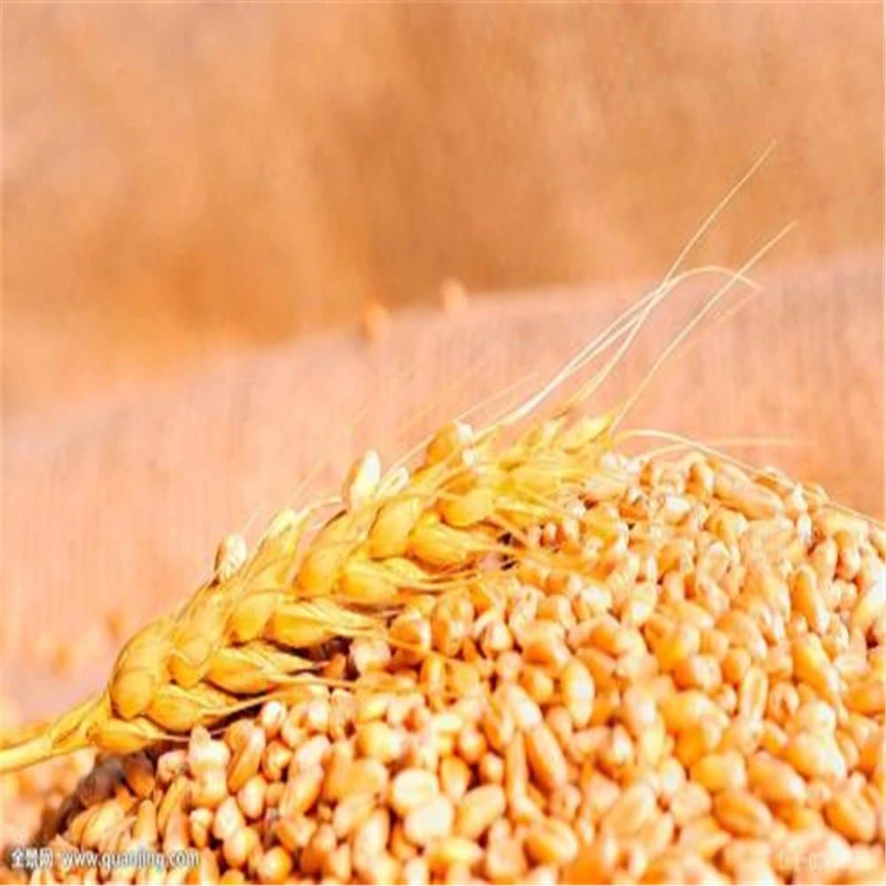 Super Condition Newly Cropped Animal Feed Barley for Sale at Competitive Market Cost