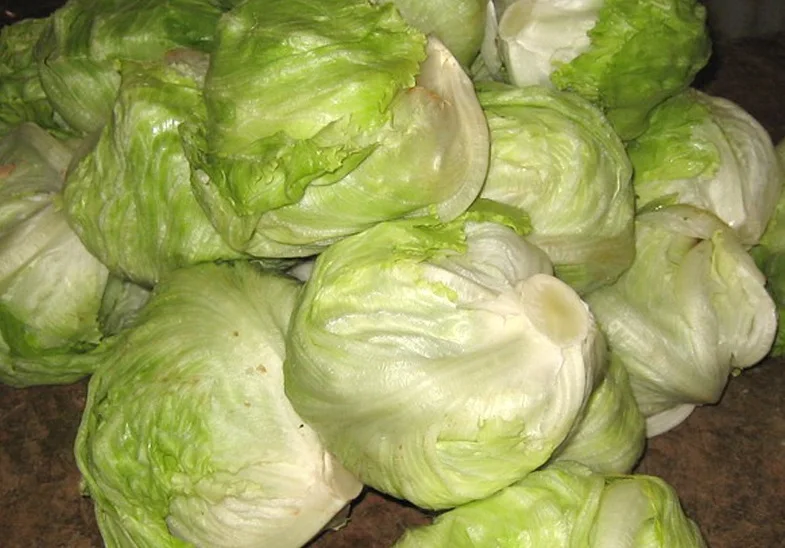 
Fresh Round natural white Cabbage Price 