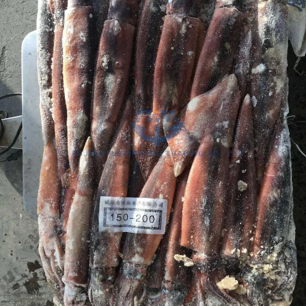 
Seafood Frozen Jigger Illex Squid 