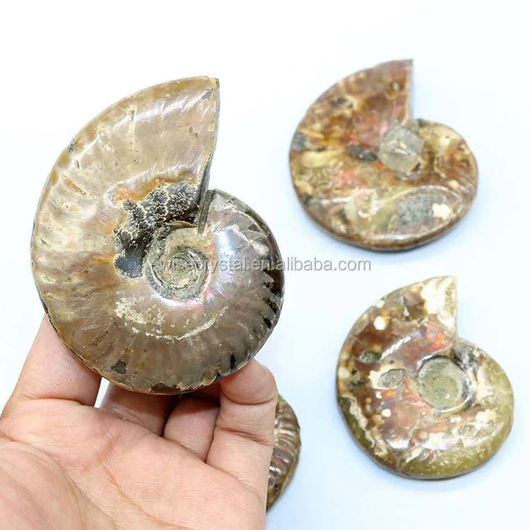 Wholesale natural Rainbow Ammonite Conch Fossils