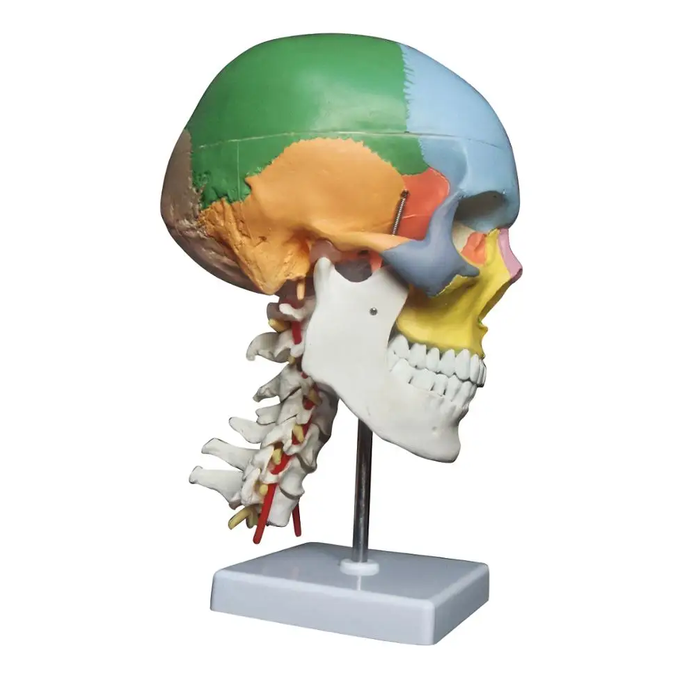 Life-Size 3-Part Human Skull with Cervical Vertebra PVC Anatomical Model for Science Classroom & Medical Teaching