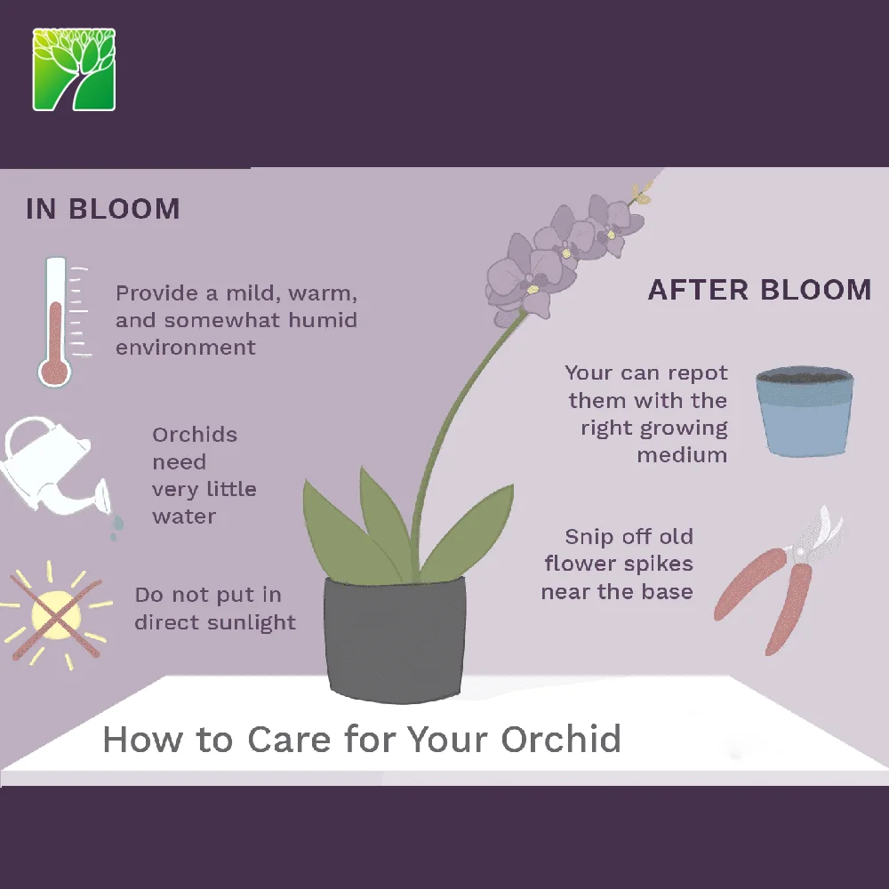 Горячая Распродажа, красивые розовые цветочные рассады, орхидеи фаленопсис
