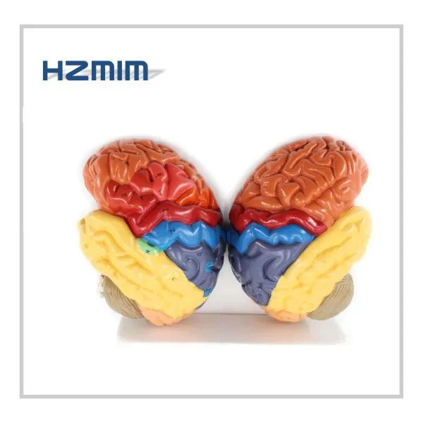 Human Organs Brain Anatomical Model, Medical human brain model