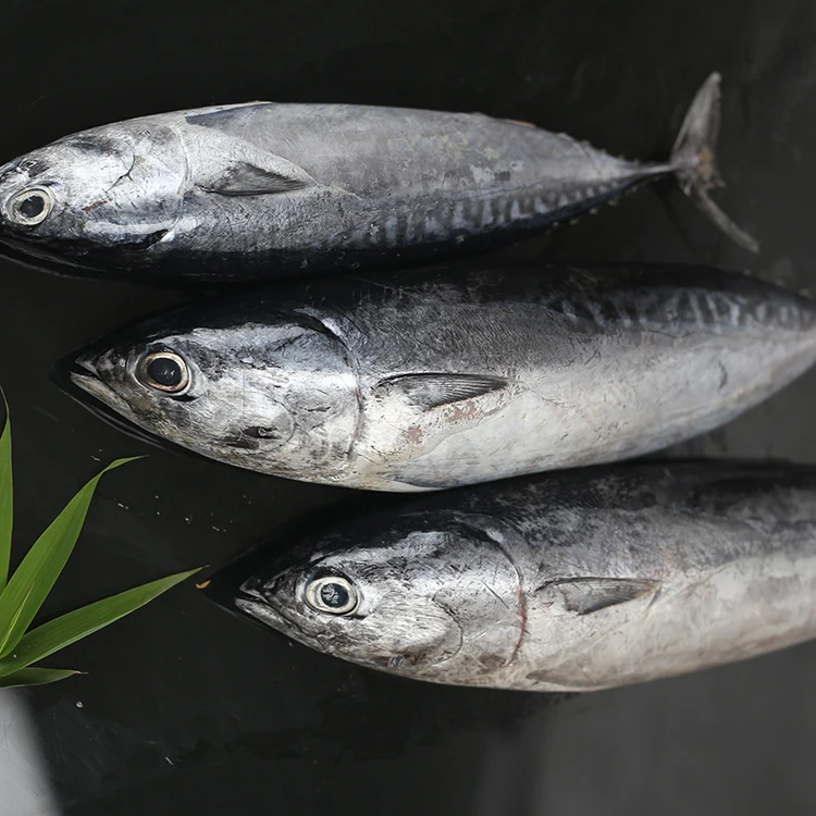 fresh seafood hot sale frozen bonito fish for sale Bomb fish