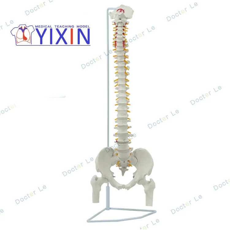 
Human spine model 1:1 orthopedic spine cervical vertebrae lumbar vertebrae human skeleton model spine model 
