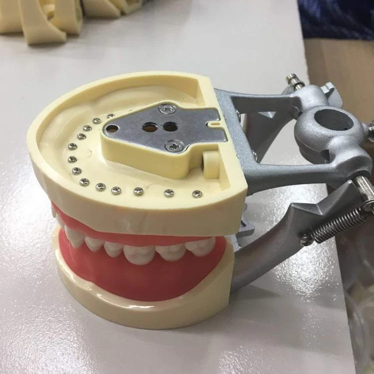 Стандартный постоянный Сменные Зубы Модель 32 шт. Nissin модель зубов