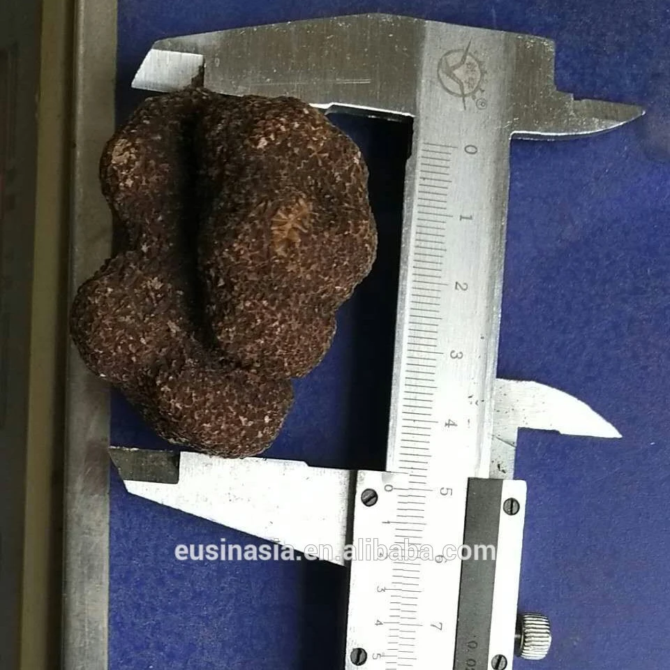 
chinese fresh black truffle for sale/market prices for fresh black truffle mushrooms 