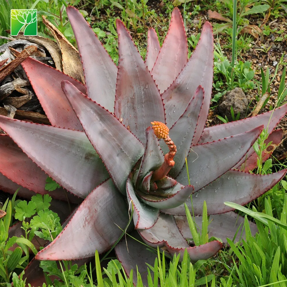 Low water needs natural plant succulent Aloe capitata