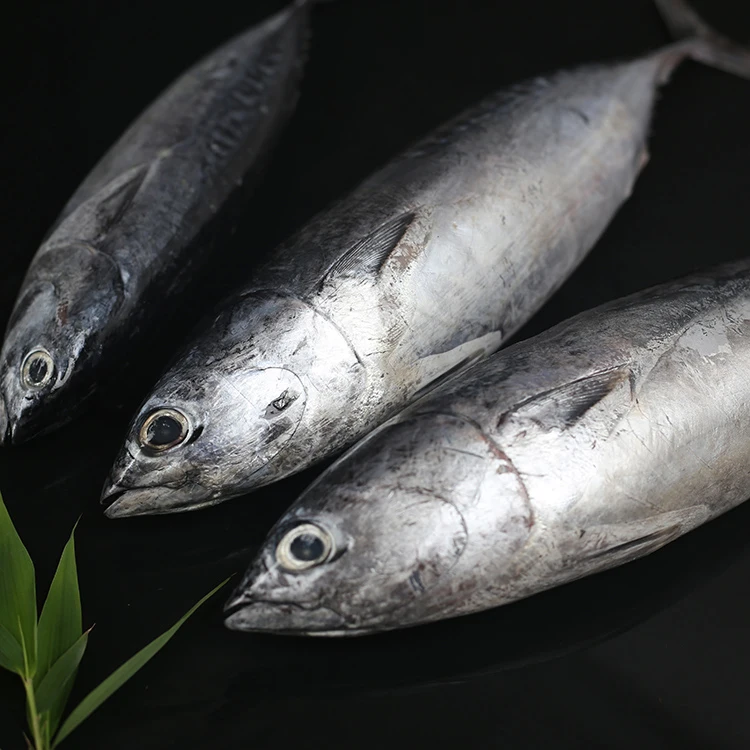 fresh seafood hot sale frozen bonito fish for sale Bomb fish