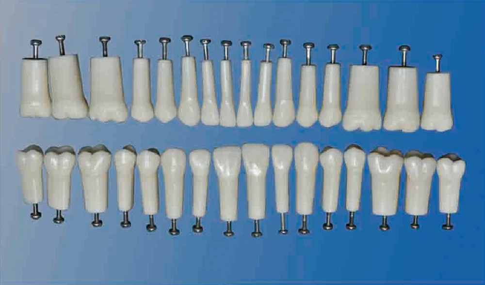 Typodont Dental Replacement Tooth Model for Student Practice 32 28