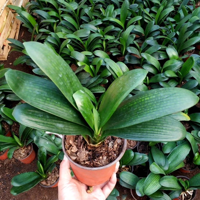 
Indoor ornamental Clivia miniata Plants 