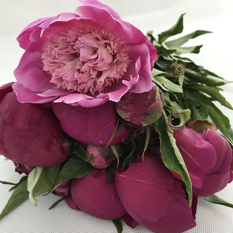 
get well flowers bouquet buying flowers in bulk for wedding China peony 