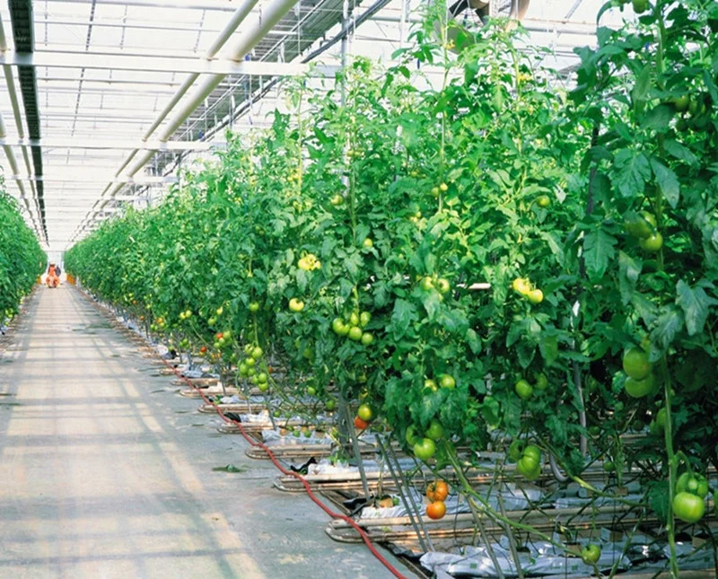 
Farm irrigation system for in-solar greenhouse commercial 