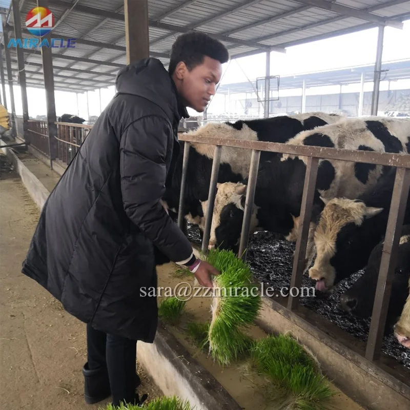 Agriculture Soilless Products Hydroponic Plant Fodder Forage Growing Trays System