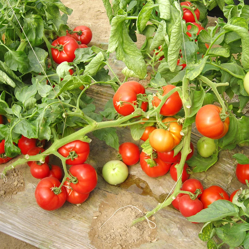 Горячая Распродажа семена овощных томатов для продажи