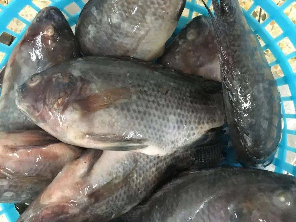 Frozen Tilapia Fish for Africa Market