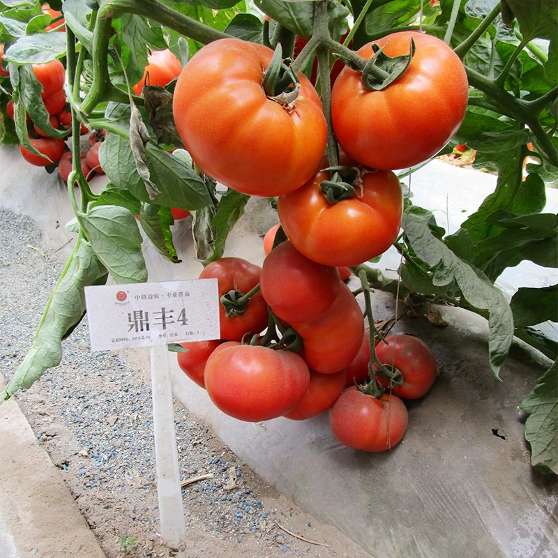 F4 Hybrid семена томатов из Китая