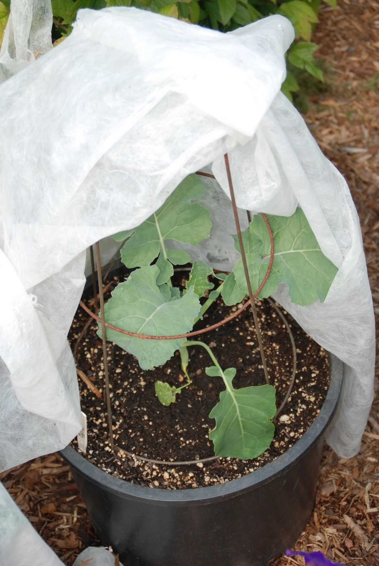 anti-UV pp spunbond nonwoven fruit protection bags for banana cover