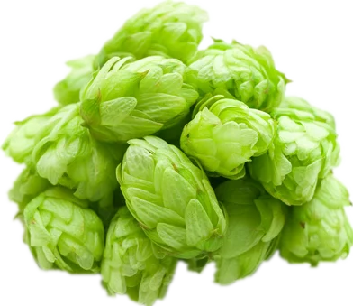 fast shipped  hops and lupulin extract powder hops extract powder beer hops extract