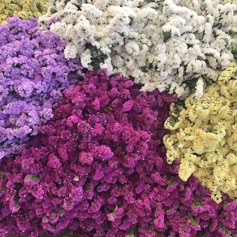 
wholesale flower suppliers Purple color from flowers base statice flowers 