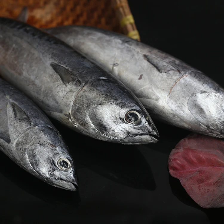 fresh seafood hot sale frozen bonito fish for sale Bomb fish