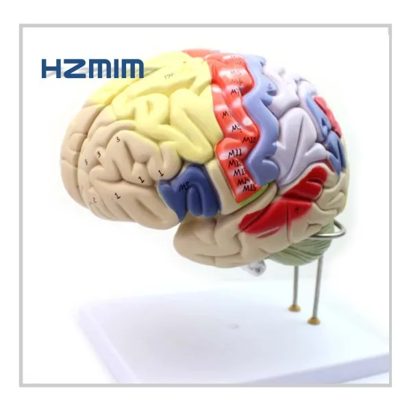Human Organs Brain Anatomical Model, Medical human brain model