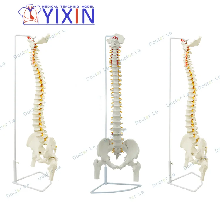 
Human spine model 1:1 orthopedic spine cervical vertebrae lumbar vertebrae human skeleton model spine model 