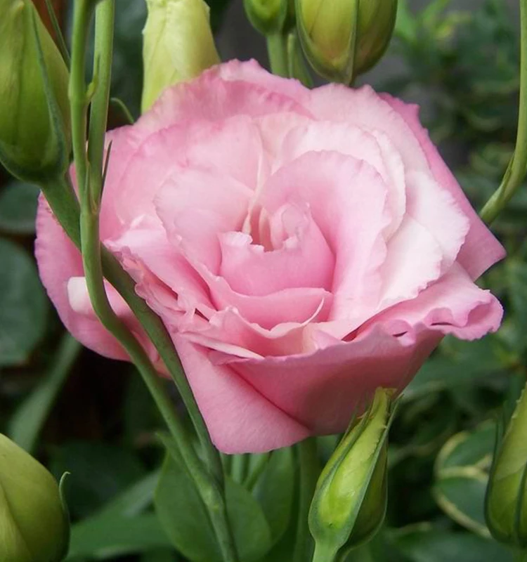 
wholesale flowers online fresh flowers Any Occasion flower bouquets 