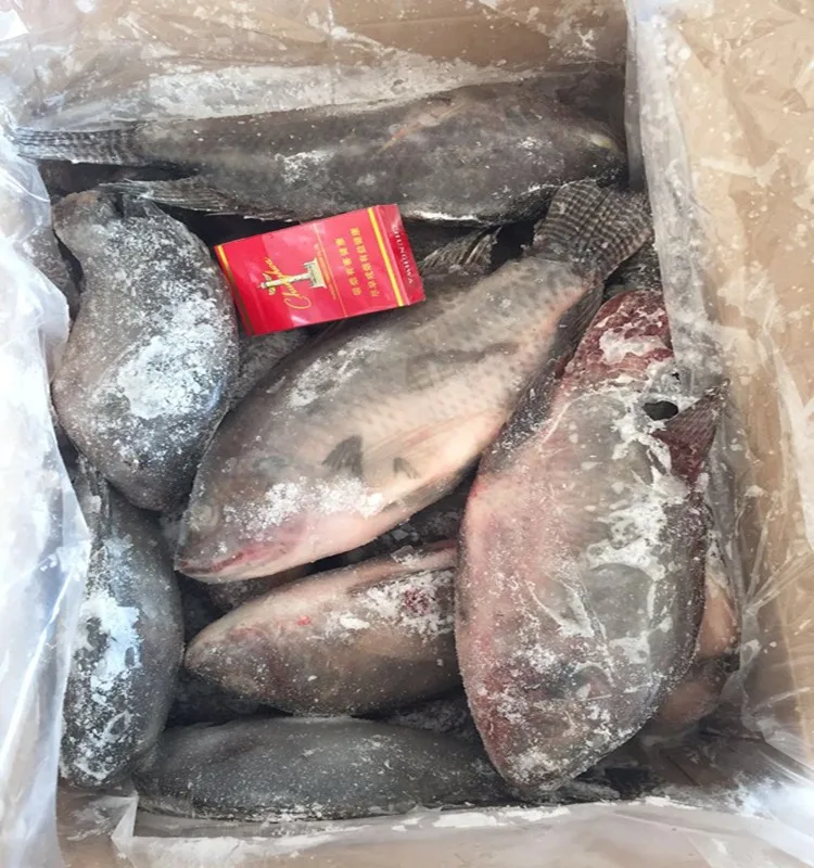 Frozen Tilapia Fish for Africa Market