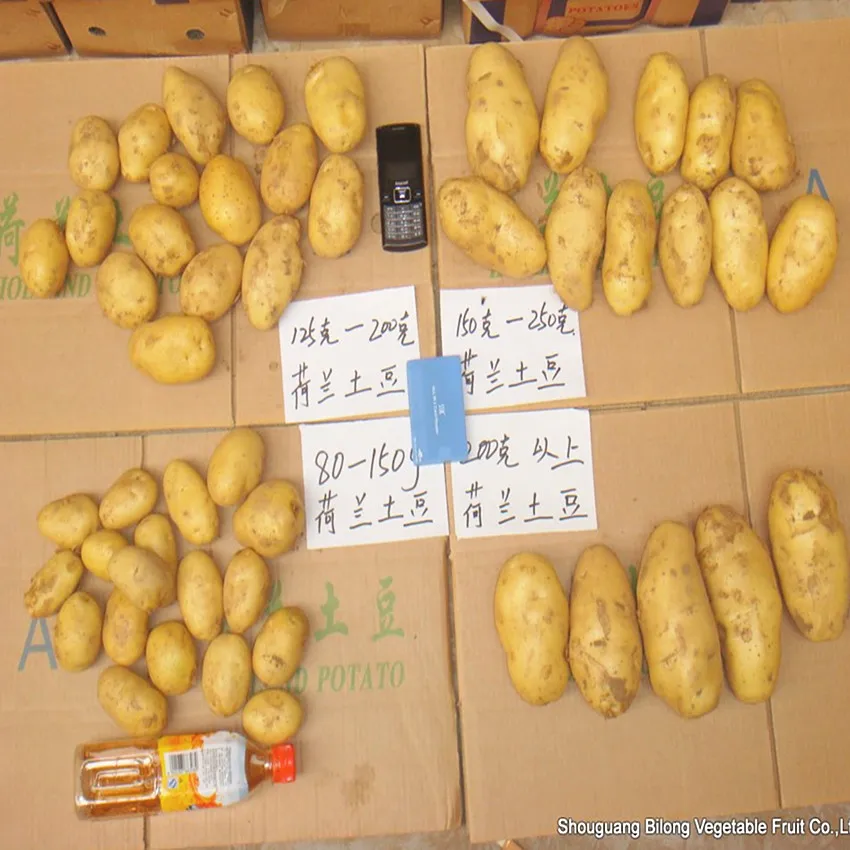 
wholesale new crop fresh holland potato (chinese product)2019 