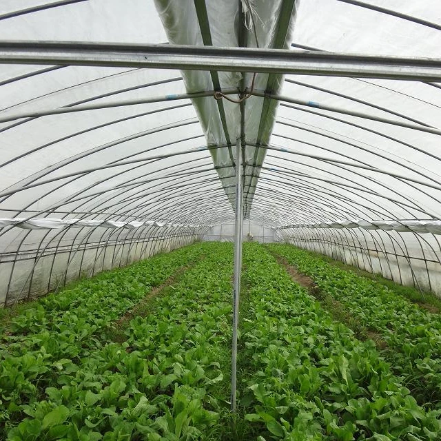 single span tunnel  greenhouse with plastic film covering