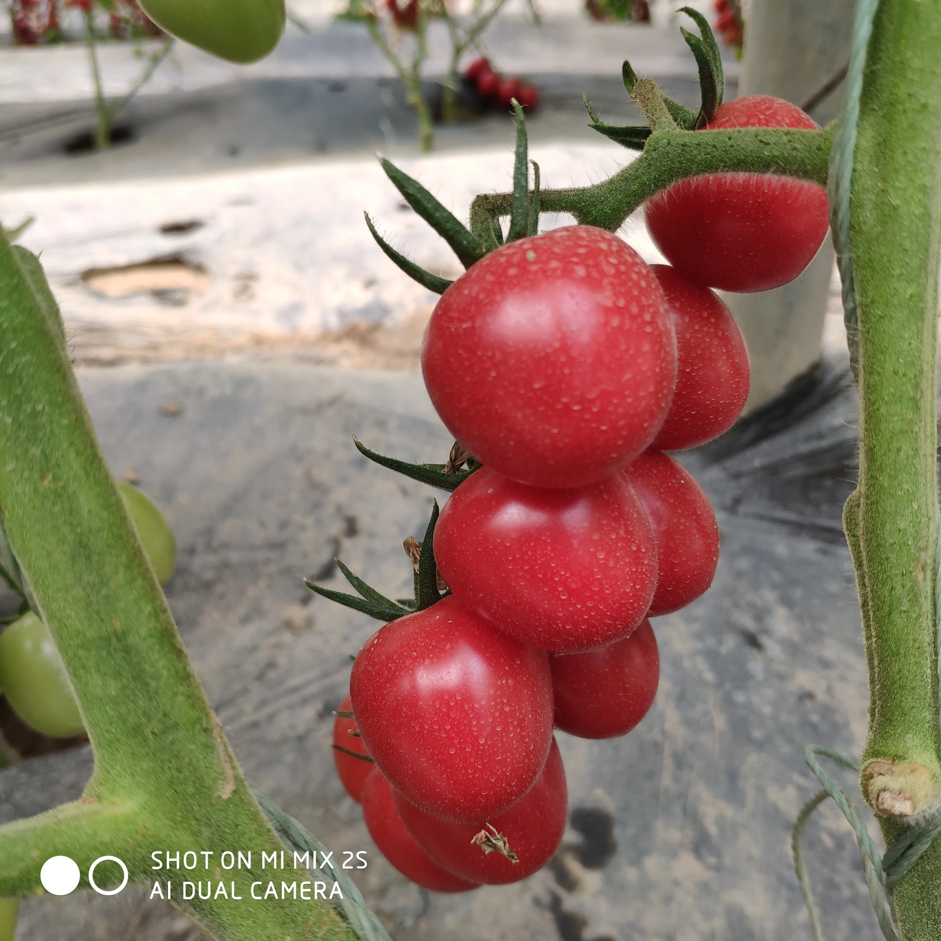 
high resistance high yield hybrid f1 red tomato seeds for sale 