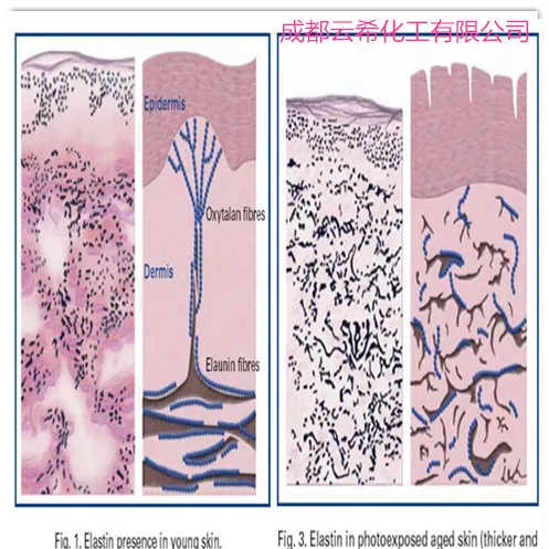 
Tripeptide-1/Aldenine/Liporeductyl, Kollaren,Hilurlip, 