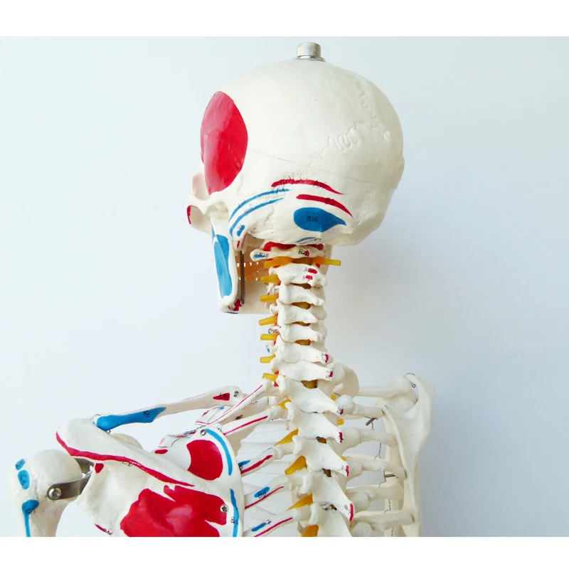 The 170CM human skeleton model is coded with half muscle start and stop point