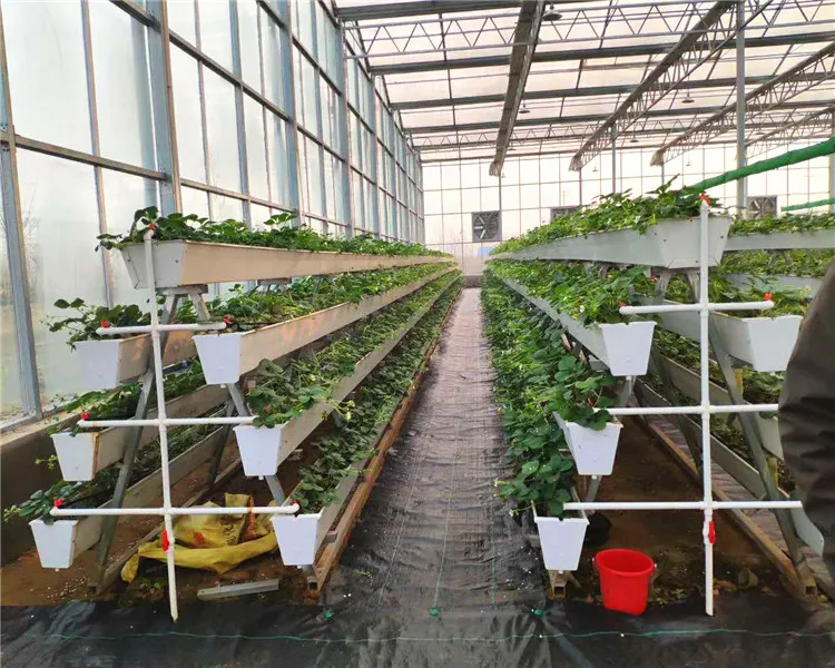 Hydroponic Nutrients Planting Tomatoes With PP Rolls