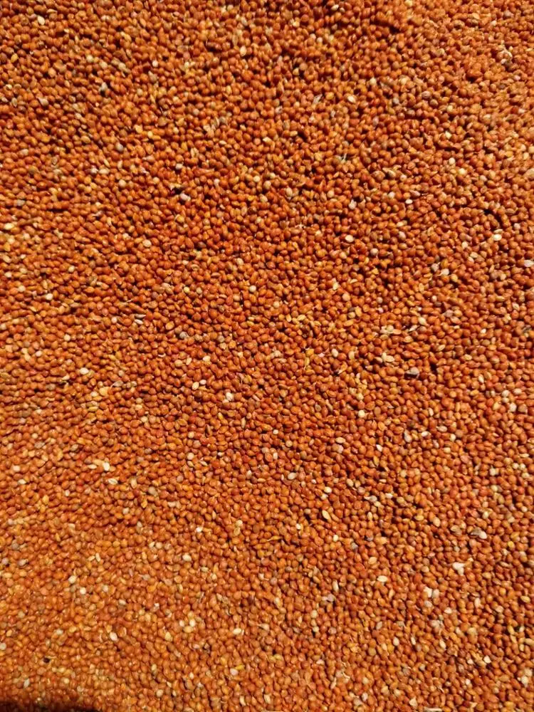 
Red millet in husk 