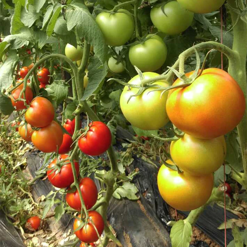 Подходит для ранней весны семена негибридных томатов органический