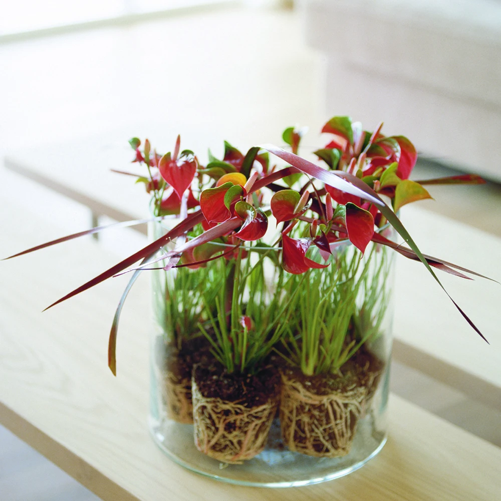 
 Средний водяной цветок, Субтропические растения, листва, задний цветок, антуриум  