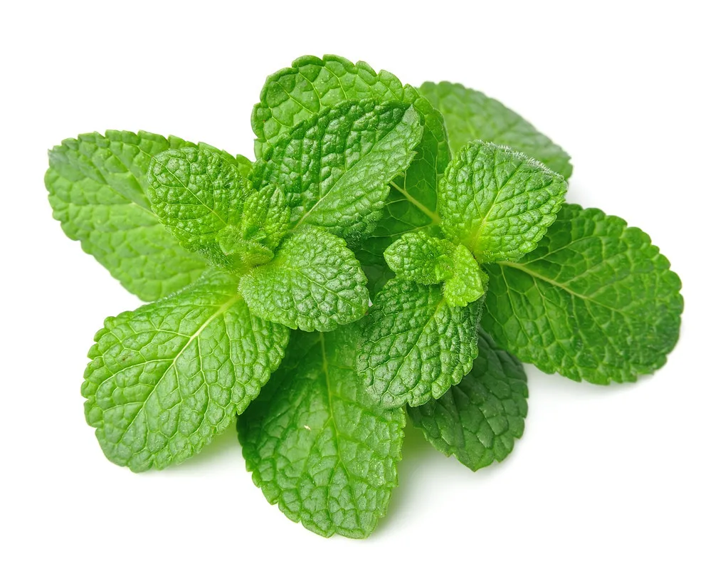 Сушильная печь Guangzhou для сушки трав, сушки ванильных бобов