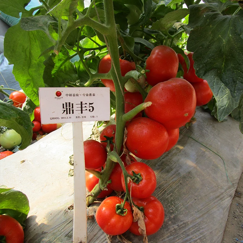 Средняя зрелость открытого поля семена негибридных томатов