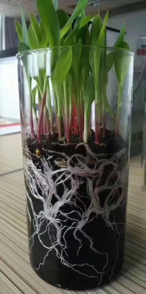 
Bio-organic fertilizer lWeifang shouguang International Vegetable Fair cooperate OEM 45% Bio-organic fertilizer 