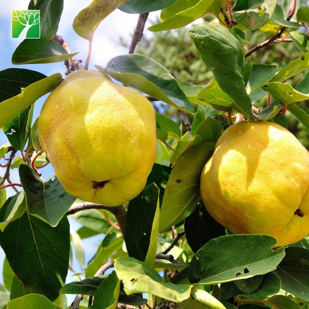 
 Экологически чистый эксклюзивный свежий жёлтый фрукт саплин растение крестин подарочный набор  