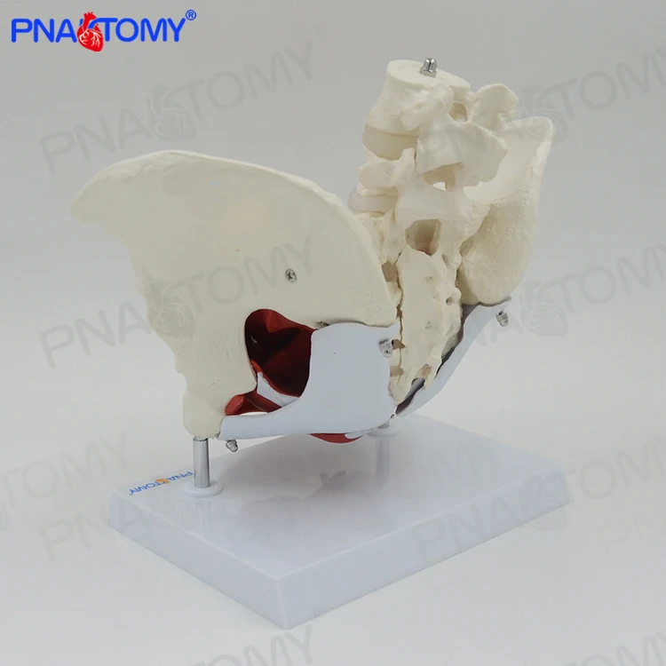 Adult Female Pelvis with Muscle Organs Pelvic Floor Muscle Model PNT-0589-3B Life Size PVC Medical Science Anatomical Model
