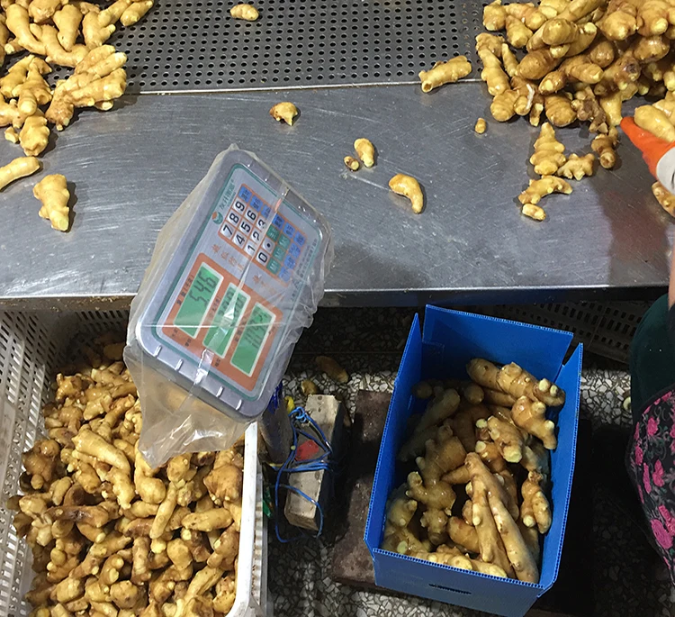 
Chinese fresh mature ginger from shandong price in usa 