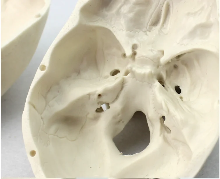 human anatomy type model Life-size Human Plastic Skull Model