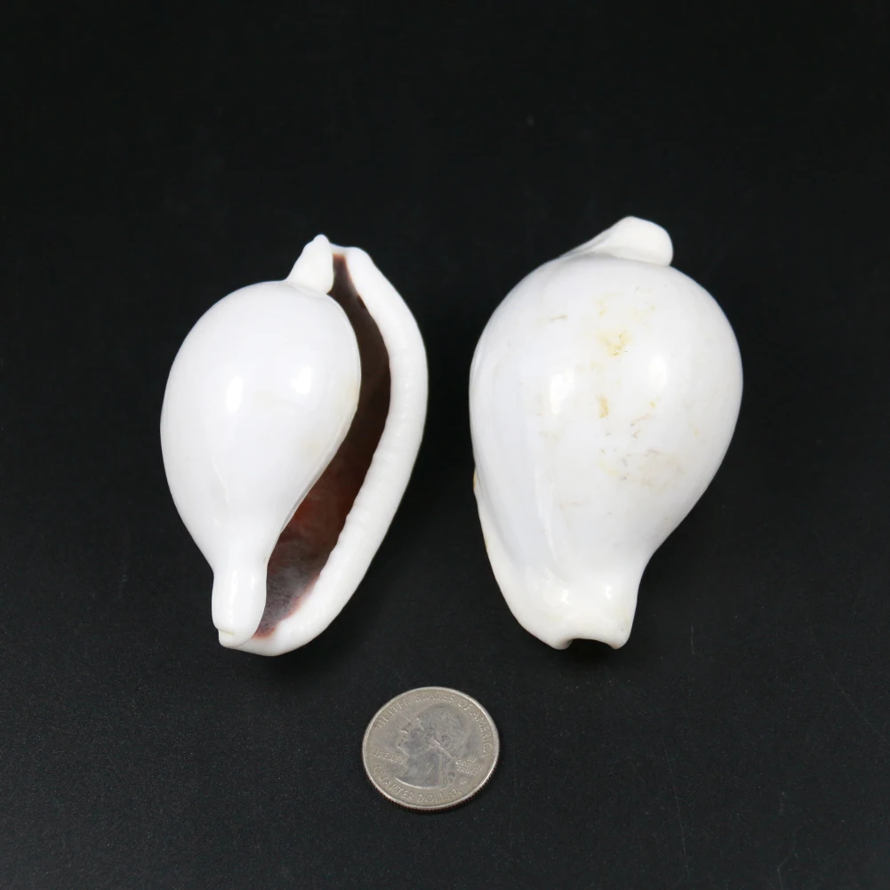 Natural Pure White Conch Sea Shell Combination For DIY Home Aquarium Wedding Decoration