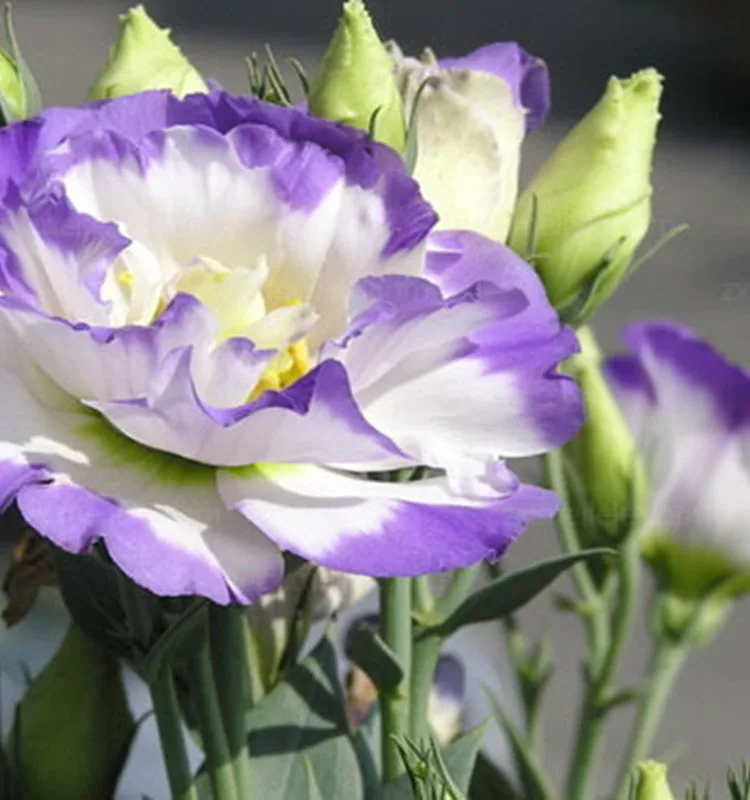 
wholesale fresh flowers flower delivery flower flowers eustoma bouquets 